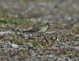 Buff-breasted Sandpiper-4.jpg