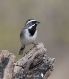 Black-throated Sparrow-4.jpg