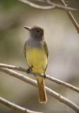 Great-crested Flycatcher-6.jpg