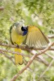Green Jay Preening.jpg