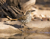 Long-billed Thrasher 5474.jpg