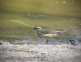 Northern Waterthrush-4.jpg