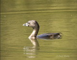 Pied-billed Grebe-SoTex.jpg