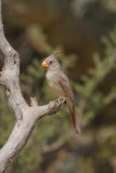 Pyrrhuloxia-4 7SoTex.jpg