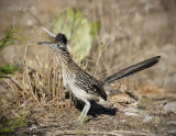 Roadrunner-7032SoTex.jpg