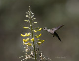 Ruby-throated Hummingbird-2.jpg