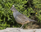 Scaled Quail-2-SoTex.jpg