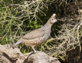 Scaled Quail-8-SoTex.jpg