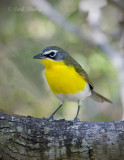 Yellow-breasted Chat-6.jpg
