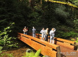 Muir Woods D300_06398 copy.jpg