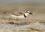 Plovers love crab!