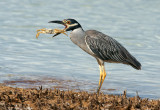 Nice catch