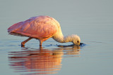 Youngster foraging