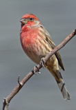 House Finch