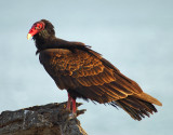 Turkey Vulture