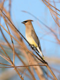 Cedar Waxwing