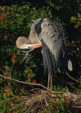 Preening