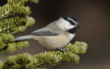 Mountain Chickadee