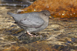 American Dipper