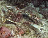 Crab Standoff