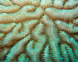 Maze coral