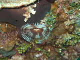 Split Crown Featherduster