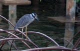 Tricolor Heron