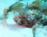 Stonefish