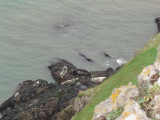 Seals basking