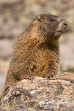 Marmot 5350 800.jpg