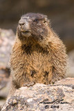 Marmot 5302 800.jpg