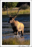 Elk Crossing Sprague 3320.jpg
