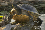 Turtle 0805.jpg