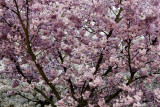 Cherry blossom 2009