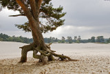 Rooted, Soestduinen Netherlands 2006