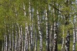 Birches, Wapenveld Netherlands 2006