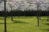 Japanese garden, 2007