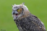 Great Horned Owl (juvenile)