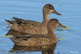 Blue- Winged Teal