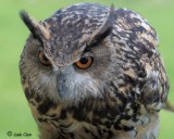 Eagle Owl