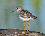 Lesser Yellowlegs