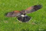 Harris Hawk