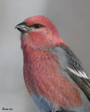 Pine Grosbeak