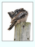 Northern Hawk Owl