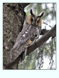 Long-eared Owl