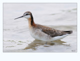 Wilson`s Phalarope