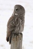 Great Gray Owl