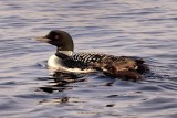 Common Loon