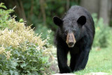 Black Bear