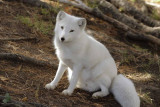 Arctic Fox